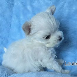 LOUIE - Maltese puppy from Emerald Maltese