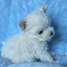 LOUIE - Maltese puppy from Emerald Maltese