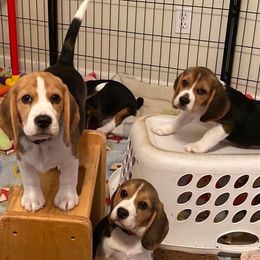 Beagle Puppies from Sunkissed Beagles