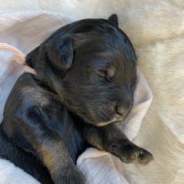 Girl 5 - Phantom Bernedoodle puppy in Midland, Texas from Southern Oak Breeders LLC