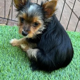 Sage - Black and tan Yorkshire Terrier puppy in Waldorf, Maryland from Luv My Yorkies, LLC