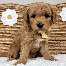 Mochi - Red  male Goldendoodle puppy in Temecula, California from Oodles O'Doodles