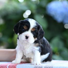 Wally - Tri-color male Cavalier King Charles Spaniel puppy in Sugarcreek, Ohio from Chocolate Cavalier