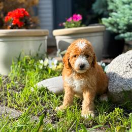 Matthew - Red  male Goldendoodle puppy in Urbana, Illinois from ZaraDoodles