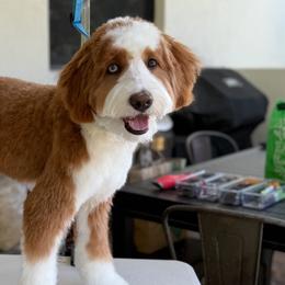 Aussiedoodles, Bernedoodles, and Goldendoodles from Little Golden Farm