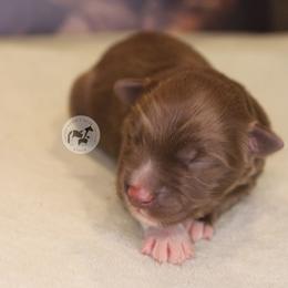 Sayla - Red & white female Australian Shepherd puppy in Colorado Springs, Colorado from Dawn 2 Dusk Ranch