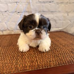 Boy 3 - male Shih Tzu puppy in Peoria, Arizona from Jodi’s Shihtzus