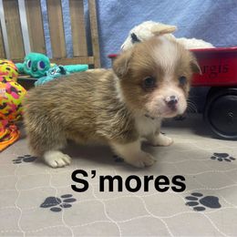 S'mores - Red male Pembroke Welsh Corgi puppy in Apison, Tennessee from Ashmore Corgis
