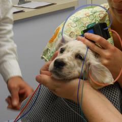 "What a good puppy during the test. He held so still." English Setter Puppies from Finlauson's Pet Care Center and Granite State Service Dogs