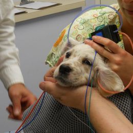 "What a good puppy during the test. He held so still." English Setter Puppies from Finlauson's Pet Care Center and Granite State Service Dogs