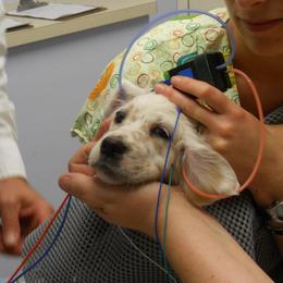 "What a good puppy during the test. He held so still." English Setter Puppies from Finlauson's Pet Care Center and Granite State Service Dogs