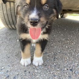 Australian Shepherd Puppies from Rocky Mountain Aussies