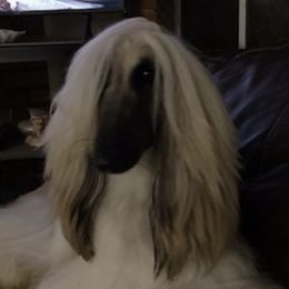 Afghan Hounds from Palar