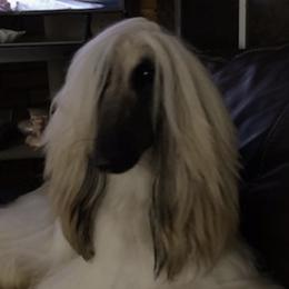Afghan Hounds from Palar
