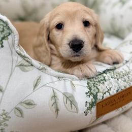 Beaudette - Cream female Dachshund puppy in Red Bluff, California from Down The Hill Potterdale