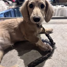 Dachshund All Grown Up from Wrangling Dachshunds