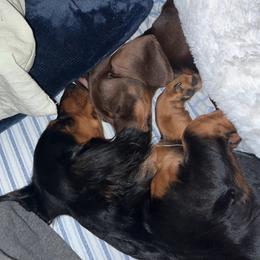 Skittles - Dachshund