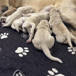 Coco - Light golden female Golden Retriever puppy in Lebec, California from Socalretrievers