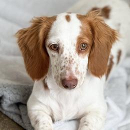 Goldie - Dachshund