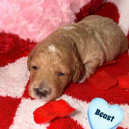 Boy 2 - Red  male Goldendoodle puppy in Beecher, Illinois from Erica’s Doodles