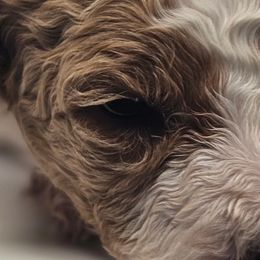 Pumpkin - Aussiedoodle puppy from MacDoodle K9