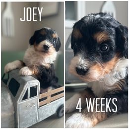 Bernedoodle Puppies from The Doodle Pad