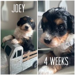Bernedoodle Puppies from The Doodle Pad