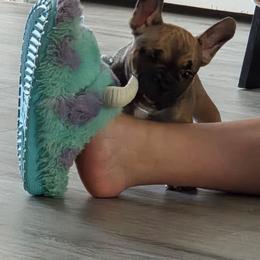 Red - Fawn male French Bulldog puppy in Whittier, California from West Coast Bullies & Frenchies