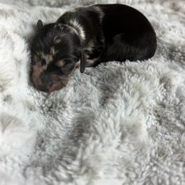 Nia - Dapple female Dachshund puppy in Lake City, Florida from My Ditzy Doxies of Florida