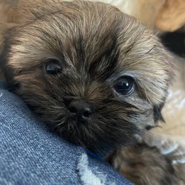 Shih Tzus from Sassy Shih Tzu Puppies