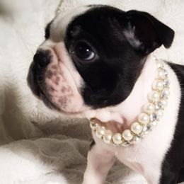 Boston Terriers and French Bulldogs from Savana’s Boston Terriers and French Bulldogs