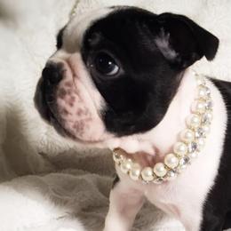 Boston Terriers and French Bulldogs from Savana’s Boston Terriers and French Bulldogs