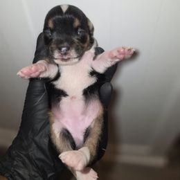 Diamond - Black and white female Chihuahua puppy in Camden, New Jersey from Maldonado Pet Life Breeder LLC.