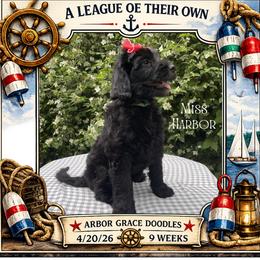 Harbor - Black female Goldendoodle puppy in North Conway, New Hampshire from Arbor Grace Doodles