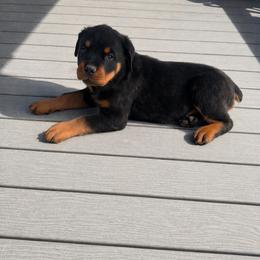 Rose - Black and mahogany female Rottweiler puppy in Parker, Colorado from Denver Rotties
