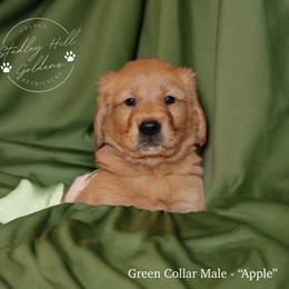 Golden Retriever Puppies from Studley Hill Goldens, LLC.