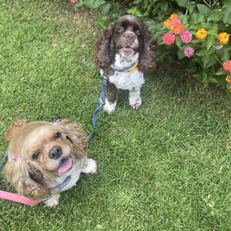 Cocker Spaniel All Grown Up from Trulove Cocker Spaniels
