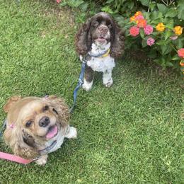 Cocker Spaniel All Grown Up from Trulove Cocker Spaniels