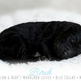 Blue Boy - Black male Goldendoodle puppy in Carthage, Tennessee from Willows Doodles