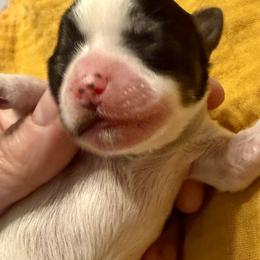 Asher - Parti male Yorkshire Terrier puppy in Tangipahoa County, Louisiana from Riche’ Louisiana Yorkies