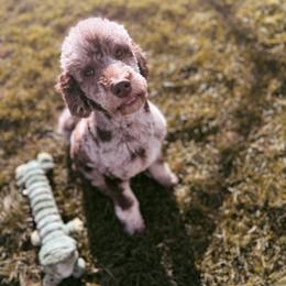 Wendy - Merle female Goldendoodle puppy in Eureka, California from North Coast Doodles