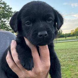 Dafny - Black female Labrador Retriever puppy in Garnett, Kansas from Timberland Creek Labradors