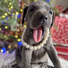 Spaghetti - Blue female Great Dane puppy in Sac City, Iowa from Northern Great Danes of Colorado & Iowa