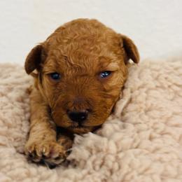 Lola - Red  female Goldendoodle puppy in Piedmont, Oklahoma from Perdue Puppies