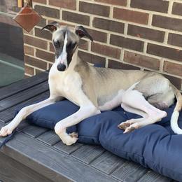 Whippet Puppies from Hertzog  Whippets