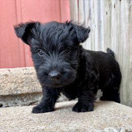 Lollipop - Black female Scottish Terrier puppy in Chattanooga, Oklahoma from Lottie Dottie Scottie’s and Papillons