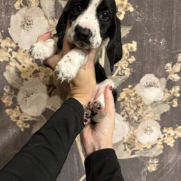 Tiana - Black and white female Basset Hound puppy in Jacksonville, Florida from Craven Bassets