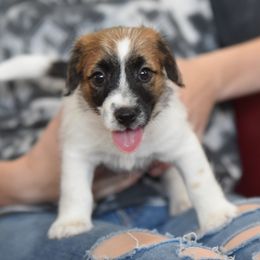 Boy 2 - White and tan male Russell Terrier puppy in Middletown, Virginia from DBF Russell Terriers