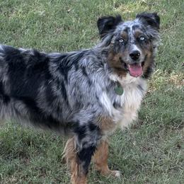 Dixie - Australian Shepherd