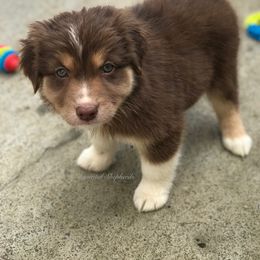 Australian Shepherd Puppies from Elemental Shepherds